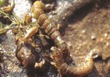  Macroinvertebrados